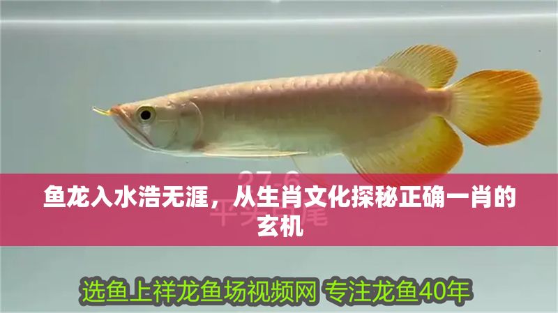 魚龍入水浩無涯，從生肖文化探秘正確一肖的玄機