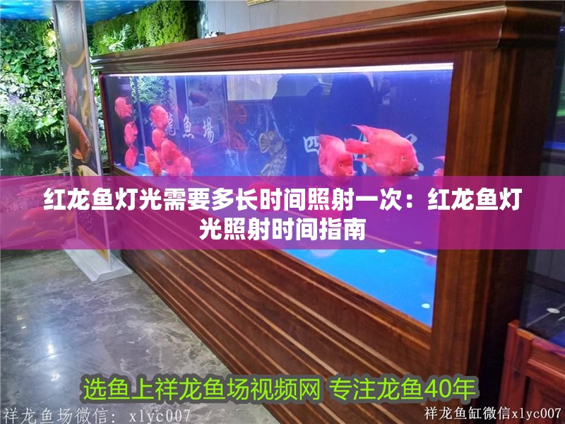 紅龍魚燈光需要多長時間照射一次：紅龍魚燈光照射時間指南