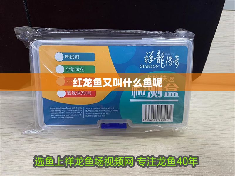 紅龍魚又叫什么魚呢 紅龍魚又叫什么魚呢 龍魚百科 第1張