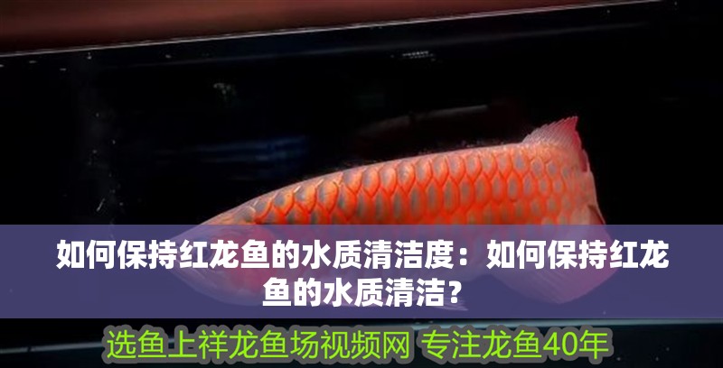 如何保持紅龍魚的水質清潔度：如何保持紅龍魚的水質清潔？
