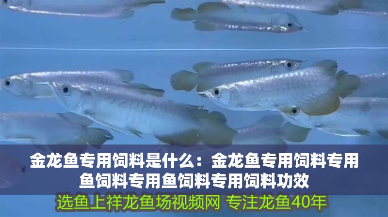 金龍魚專用飼料是什么：金龍魚專用飼料專用魚飼料專用魚飼料專用飼料功效