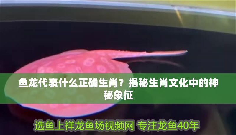 魚(yú)龍代表什么正確生肖？揭秘生肖文化中的神秘象征