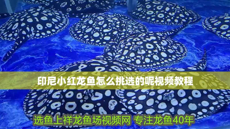 印尼小紅龍魚怎么挑選的呢視頻教程