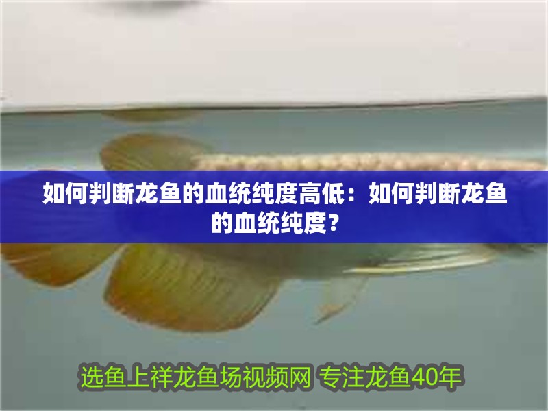 如何判斷龍魚的血統純度高低：如何判斷龍魚的血統純度？