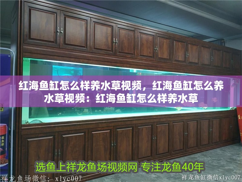 紅海魚缸怎么樣養水草視頻，紅海魚缸怎么養水草視頻：紅海魚缸怎么樣養水草 紅海魚缸怎么樣養水草視頻，紅海魚缸怎么養水草視頻：紅海魚缸怎么樣養水草 魚缸百科
