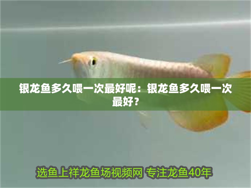 銀龍魚多久喂一次最好呢：銀龍魚多久喂一次最好？