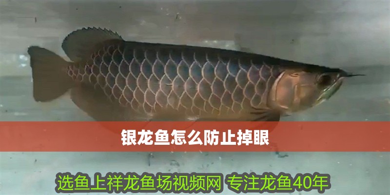 銀龍魚怎么防止掉眼 銀龍魚怎么防止掉眼 龍魚百科