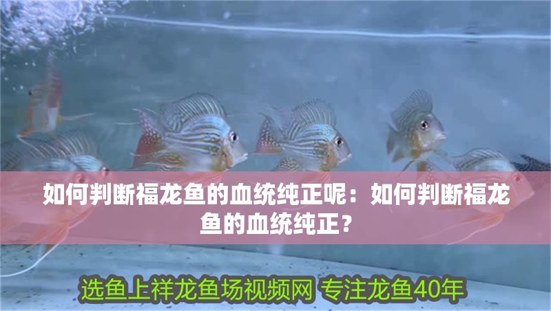 紅龍魚可以養(yǎng)多少條魚（養(yǎng)紅龍魚的最佳數(shù)量應(yīng)該是單養(yǎng)或飼養(yǎng)3條，紅龍魚打架原因及預(yù)防措施） 紅龍魚可以養(yǎng)多少條魚（養(yǎng)紅龍魚的最佳數(shù)量應(yīng)該是單養(yǎng)或飼養(yǎng)3條，紅龍魚打架原因及預(yù)防措施） 龍魚百科