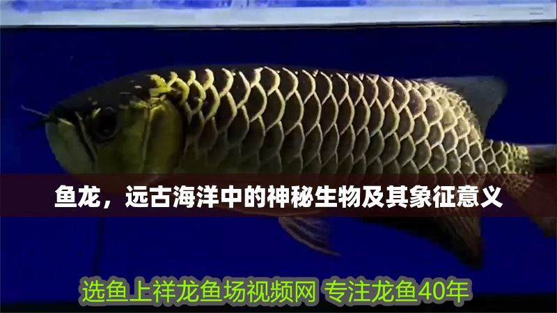 魚龍，遠古海洋中的神秘生物及其象征意義 魚龍，遠古海洋中的神秘生物及其象征意義 龍魚百科 第1張