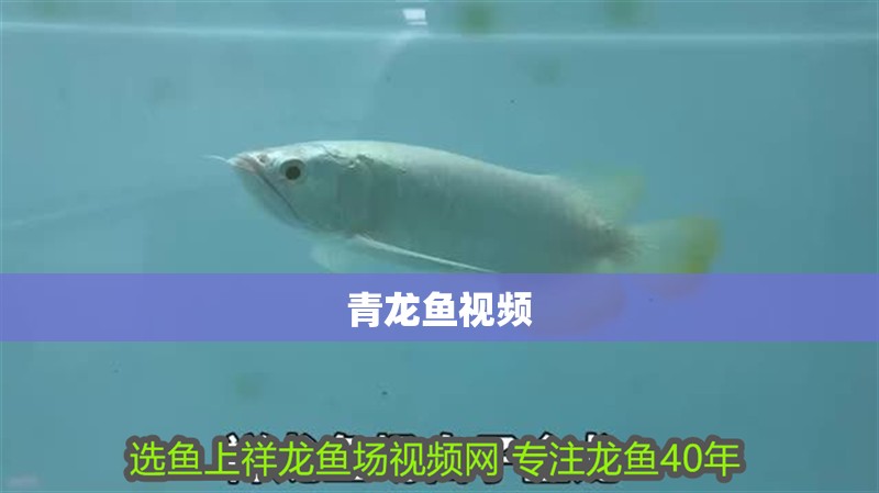 青龍魚視頻 青龍魚視頻 龍魚百科