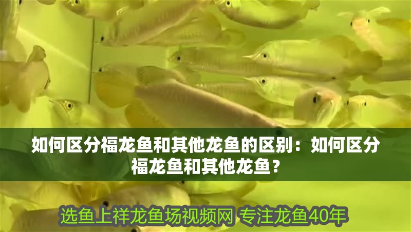 如何區分福龍魚和其他龍魚的區別：如何區分福龍魚和其他龍魚？
