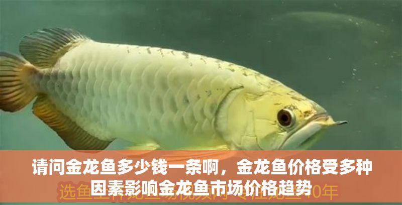 請問金龍魚多少錢一條啊，金龍魚價格受多種因素影響金龍魚市場價格趨勢 請問金龍魚多少錢一條啊，金龍魚價格受多種因素影響金龍魚市場價格趨勢 龍魚百科 第2張