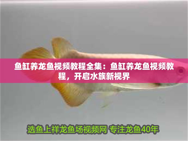 魚缸養(yǎng)龍魚視頻教程全集：魚缸養(yǎng)龍魚視頻教程，開啟水族新視界