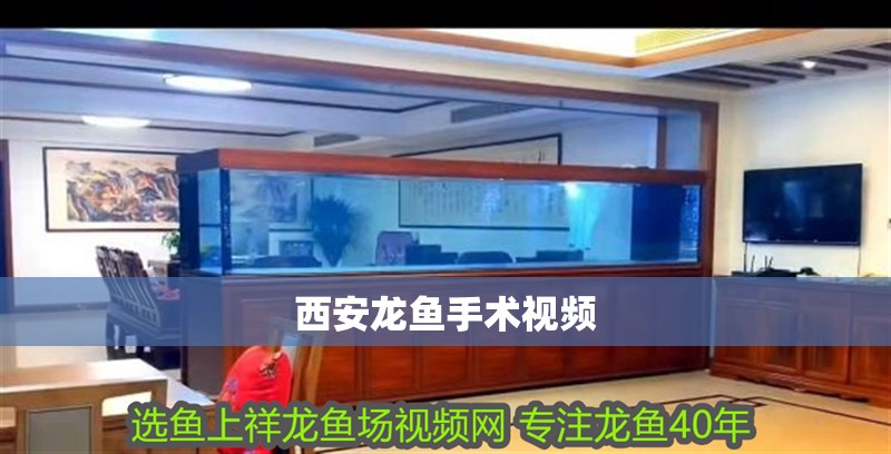 西安龍魚手術視頻