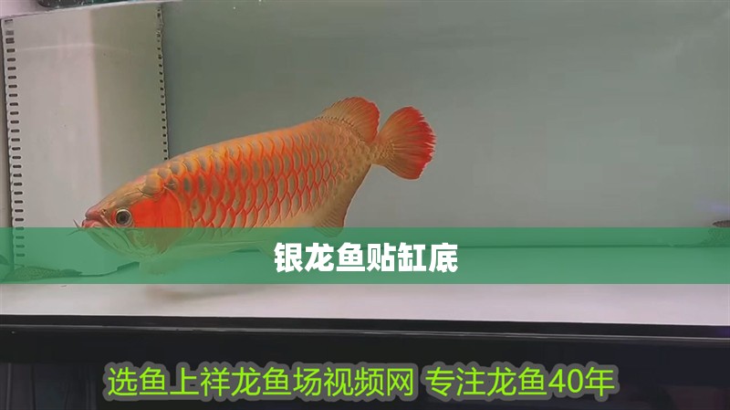 銀龍魚貼缸底