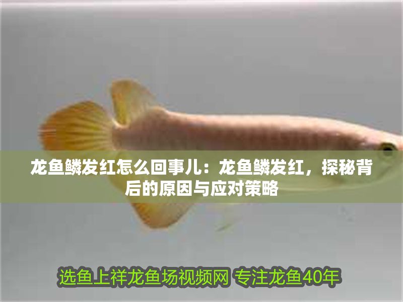 龍魚鱗發紅怎么回事兒：龍魚鱗發紅，探秘背后的原因與應對策略