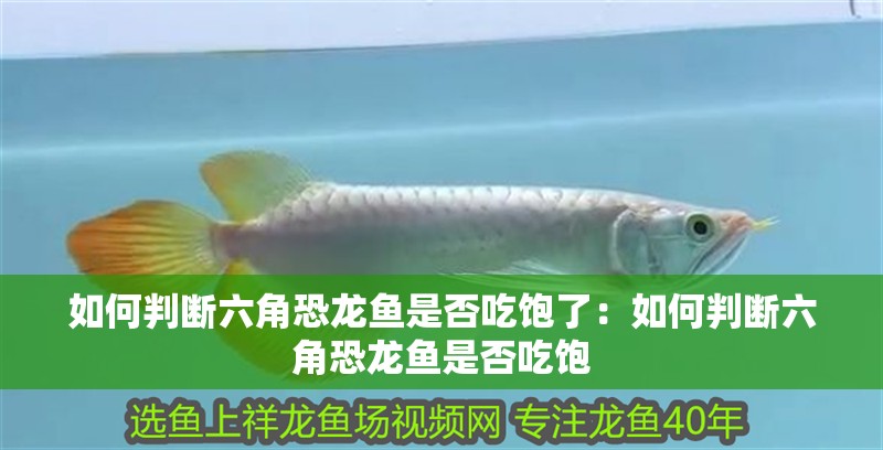 如何判斷六角恐龍魚是否吃飽了：如何判斷六角恐龍魚是否吃飽