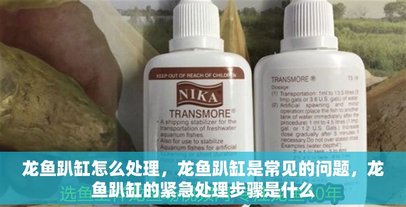 龍魚趴缸怎么處理，龍魚趴缸是常見的問題，龍魚趴缸的緊急處理步驟是什么