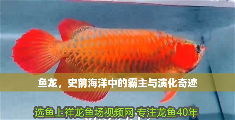 魚龍，史前海洋中的霸主與演化奇跡
