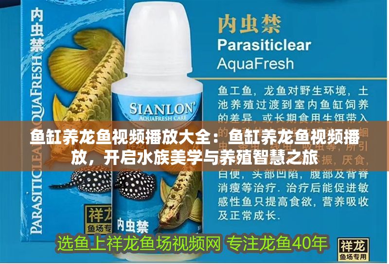 魚缸養(yǎng)龍魚視頻播放大全：魚缸養(yǎng)龍魚視頻播放，開啟水族美學(xué)與養(yǎng)殖智慧之旅