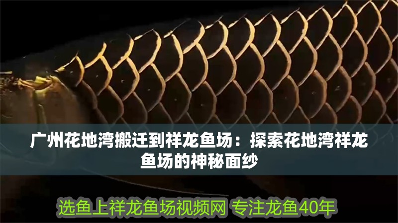 廣州花地灣搬遷到祥龍魚場(chǎng)：探索花地灣祥龍魚場(chǎng)的神秘面紗