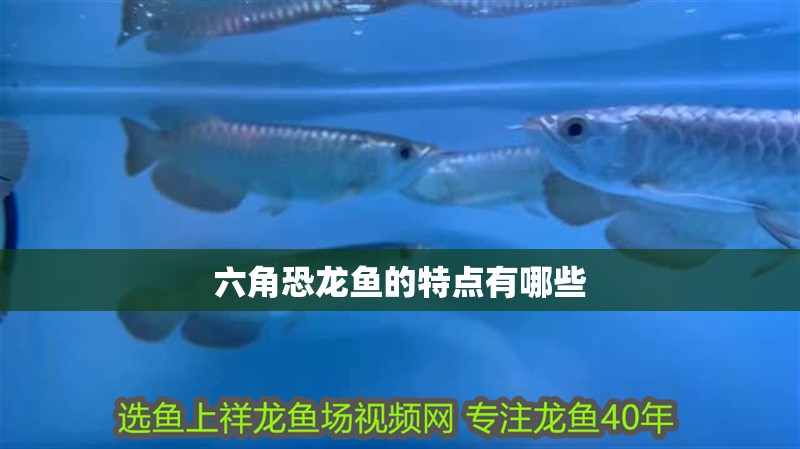 六角恐龍魚的特點(diǎn)有哪些