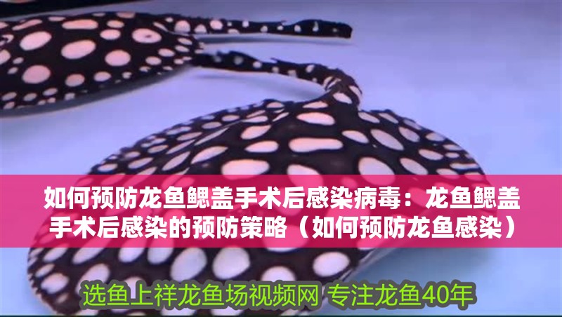 如何預防龍魚鰓蓋手術后感染病毒：龍魚鰓蓋手術后感染的預防策略（如何預防龍魚感染）