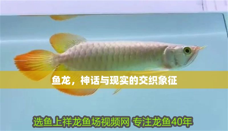 魚龍，神話與現實的交織象征