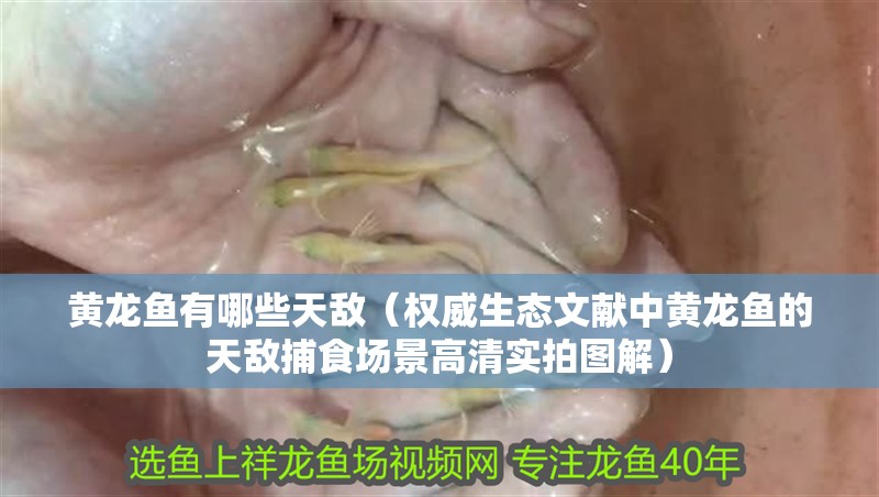 黃龍魚有哪些天敵（權威生態文獻中黃龍魚的天敵捕食場景高清實拍圖解）