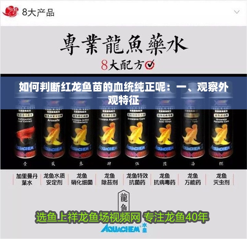 如何判斷紅龍魚苗的血統純正呢：一、觀察外觀特征