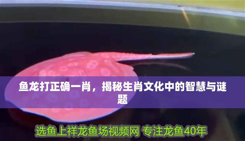 魚龍打正確一肖，揭秘生肖文化中的智慧與謎題