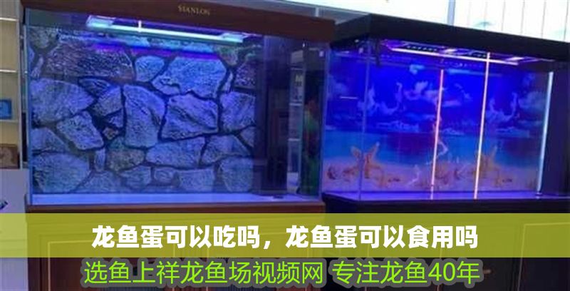 龍魚蛋可以吃嗎，龍魚蛋可以食用嗎