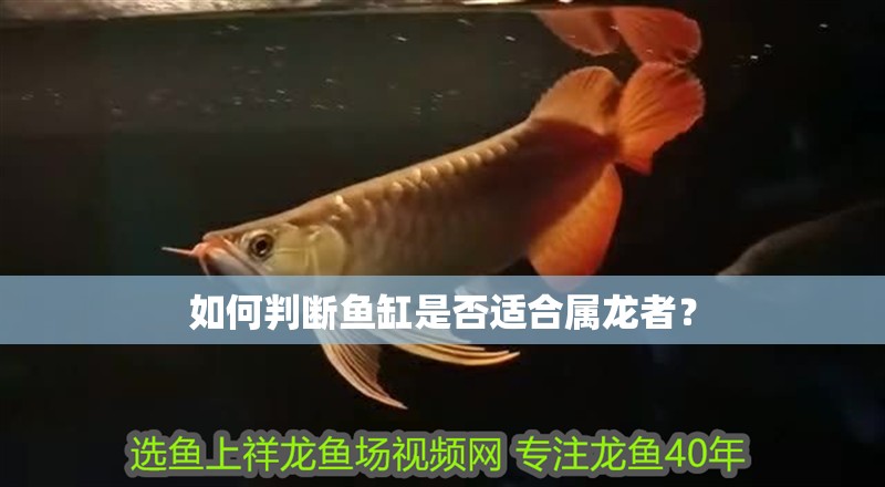 如何判斷魚缸是否適合屬龍者？
