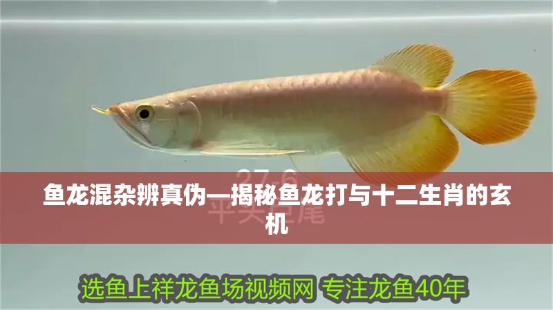 魚龍混雜辨真偽—揭秘魚龍打與十二生肖的玄機 魚龍混雜辨真偽—揭秘魚龍打與十二生肖的玄機 龍魚百科 第1張