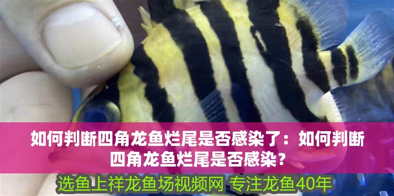 如何判斷四角龍魚爛尾是否感染了：如何判斷四角龍魚爛尾是否感染？