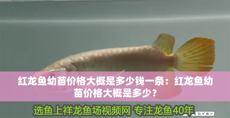 紅龍魚幼苗價(jià)格大概是多少錢一條：紅龍魚幼苗價(jià)格大概是多少？