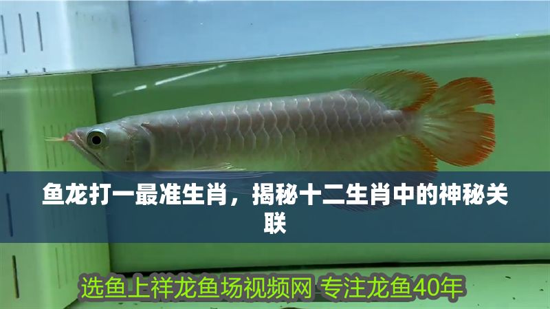 魚龍打一最準生肖,揭秘十二生肖中的神秘關聯 龍魚百科 第1張 魚龍打一最準生肖,揭秘十二生肖中的神秘關聯 魚龍打一最準生肖,揭秘十二生肖中的神秘關聯 龍魚百科 第1張
