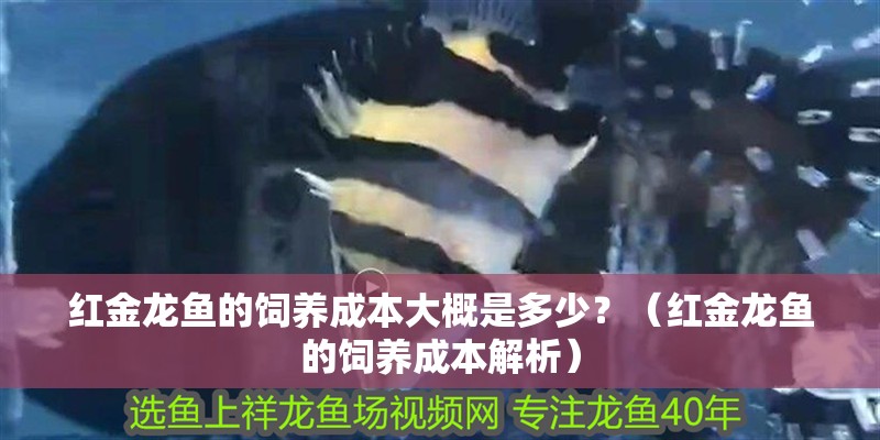 紅金龍魚的飼養成本大概是多少？（紅金龍魚的飼養成本解析）