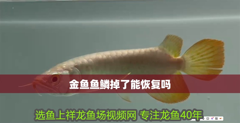金魚魚鱗掉了能恢復嗎
