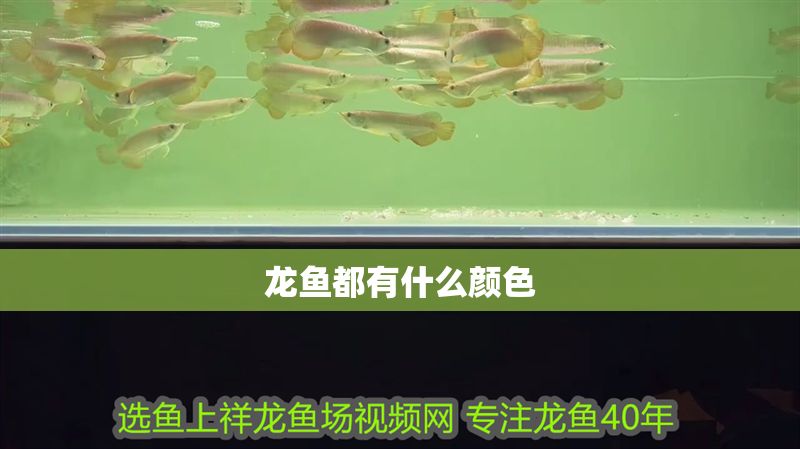 龍魚都有什么顏色 龍魚都有什么顏色 龍魚百科 第2張