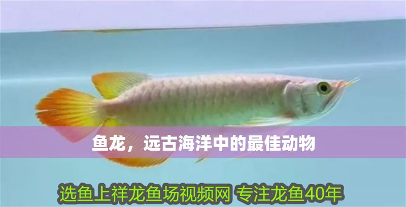 魚龍，遠古海洋中的最佳動物
