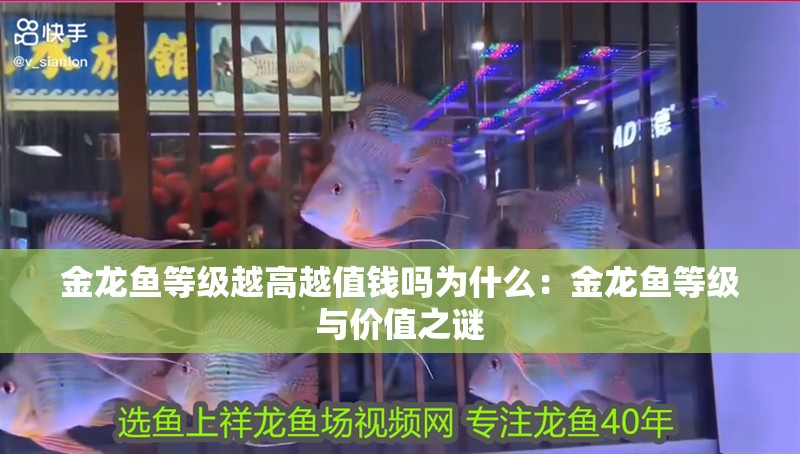金龍魚等級越高越值錢嗎為什么：金龍魚等級與價值之謎