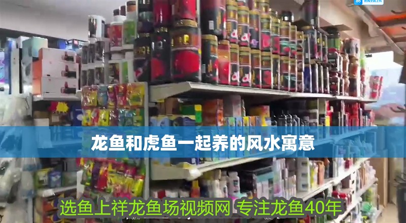 龍魚和虎魚一起養的風水寓意 龍魚和虎魚一起養的風水寓意 龍魚百科