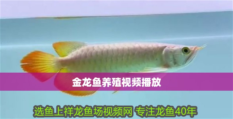 金龍魚養殖視頻播放