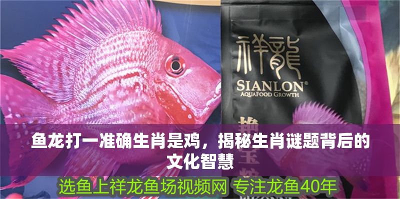 魚龍打一準確生肖是雞，揭秘生肖謎題背后的文化智慧 魚龍打一準確生肖是雞，揭秘生肖謎題背后的文化智慧 龍魚百科 第1張