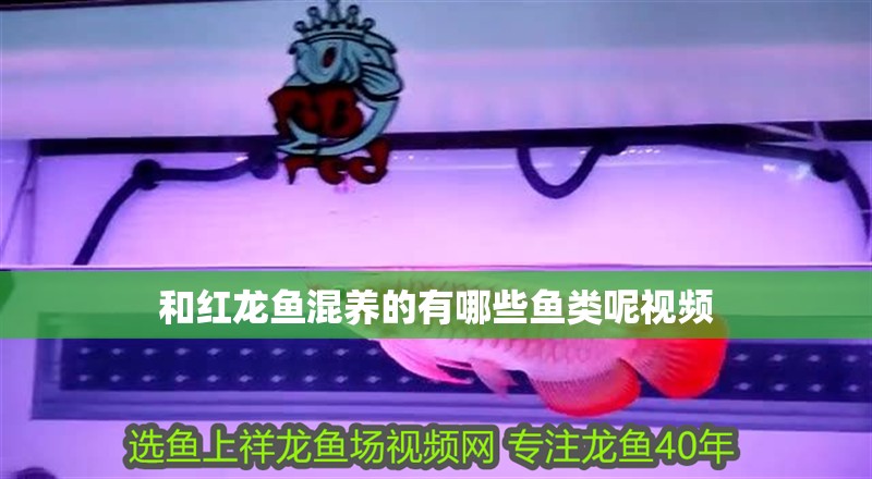 和紅龍魚混養(yǎng)的有哪些魚類呢視頻