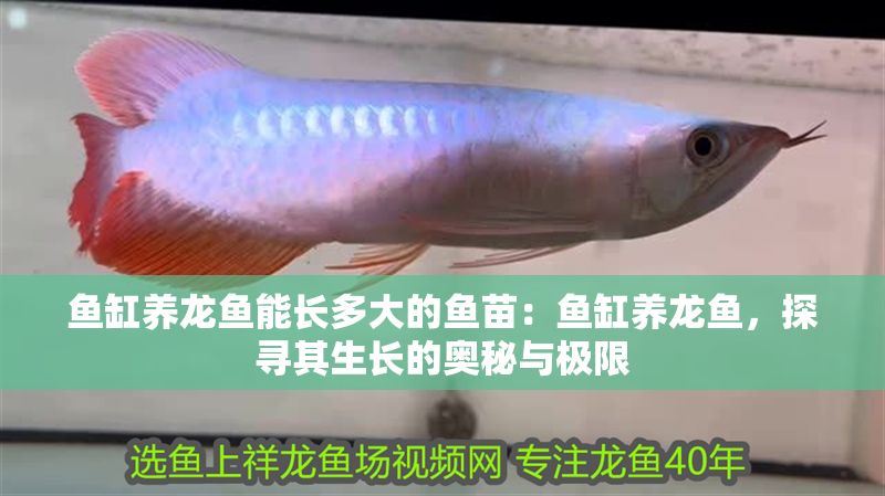 魚缸養(yǎng)龍魚能長(zhǎng)多大的魚苗：魚缸養(yǎng)龍魚，探尋其生長(zhǎng)的奧秘與極限