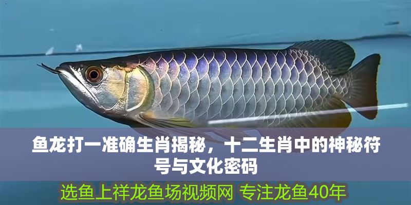 魚龍打一準確生肖揭秘，十二生肖中的神秘符號與文化密碼