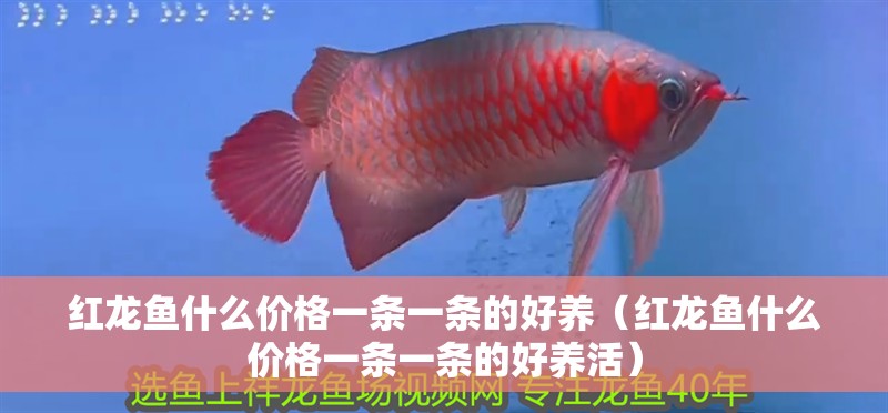 紅龍魚什么價格一條一條的好養（紅龍魚什么價格一條一條的好養活） 紅龍魚什么價格一條一條的好養（紅龍魚什么價格一條一條的好養活） 龍魚百科