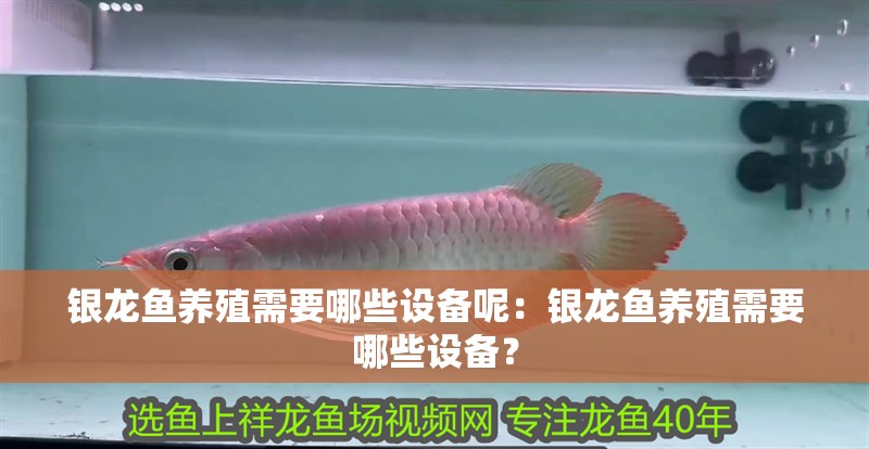 銀龍魚養殖需要哪些設備呢：銀龍魚養殖需要哪些設備？